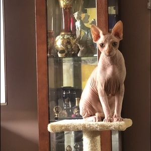 Meet your Posher, Sharon